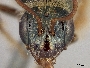 Perdita heliophila image