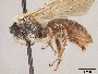 Andrena perplexa image