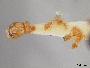 Andrena perplexa image