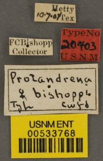 Protandrena bishoppi image