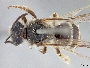 Lasioglossum desertum image