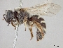 Lasioglossum desertum image