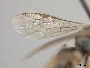 Lasioglossum gemmatum image