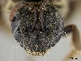 Lasioglossum banahaonis image