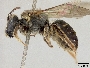 Lasioglossum banahaonis image