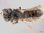 Panurginus occidentalis image