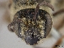 Andrena scutellinitens image