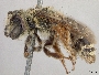 Andrena scutellinitens image