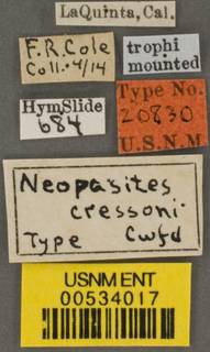 Neopasites cressoni image