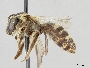 Lasioglossum subopacum image