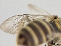 Lasioglossum subopacum image