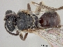 Lasioglossum nesiotus image