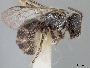 Lasioglossum nesiotus image