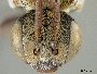Townsendiella pulchra image