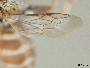 Townsendiella pulchra image