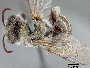Image of Hesperapis laticeps