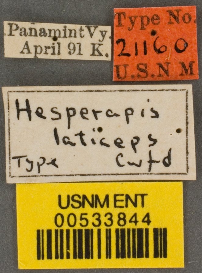 Hesperapis laticeps image