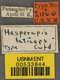 Hesperapis laticeps image