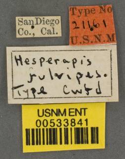 Hesperapis fulvipes image