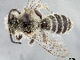 Image of Hesperapis arenicola