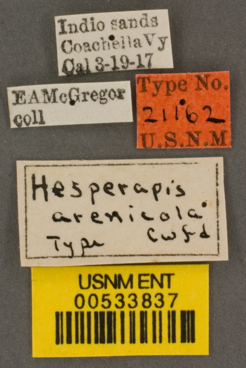 Hesperapis arenicola image