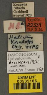 Lasioglossum proximatum image