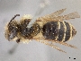 Andrena vierecki image