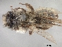 Image of Andrena frigida