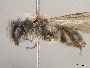 Andrena frigida image