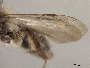 Andrena frigida image