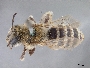 Image of Andrena pecosana