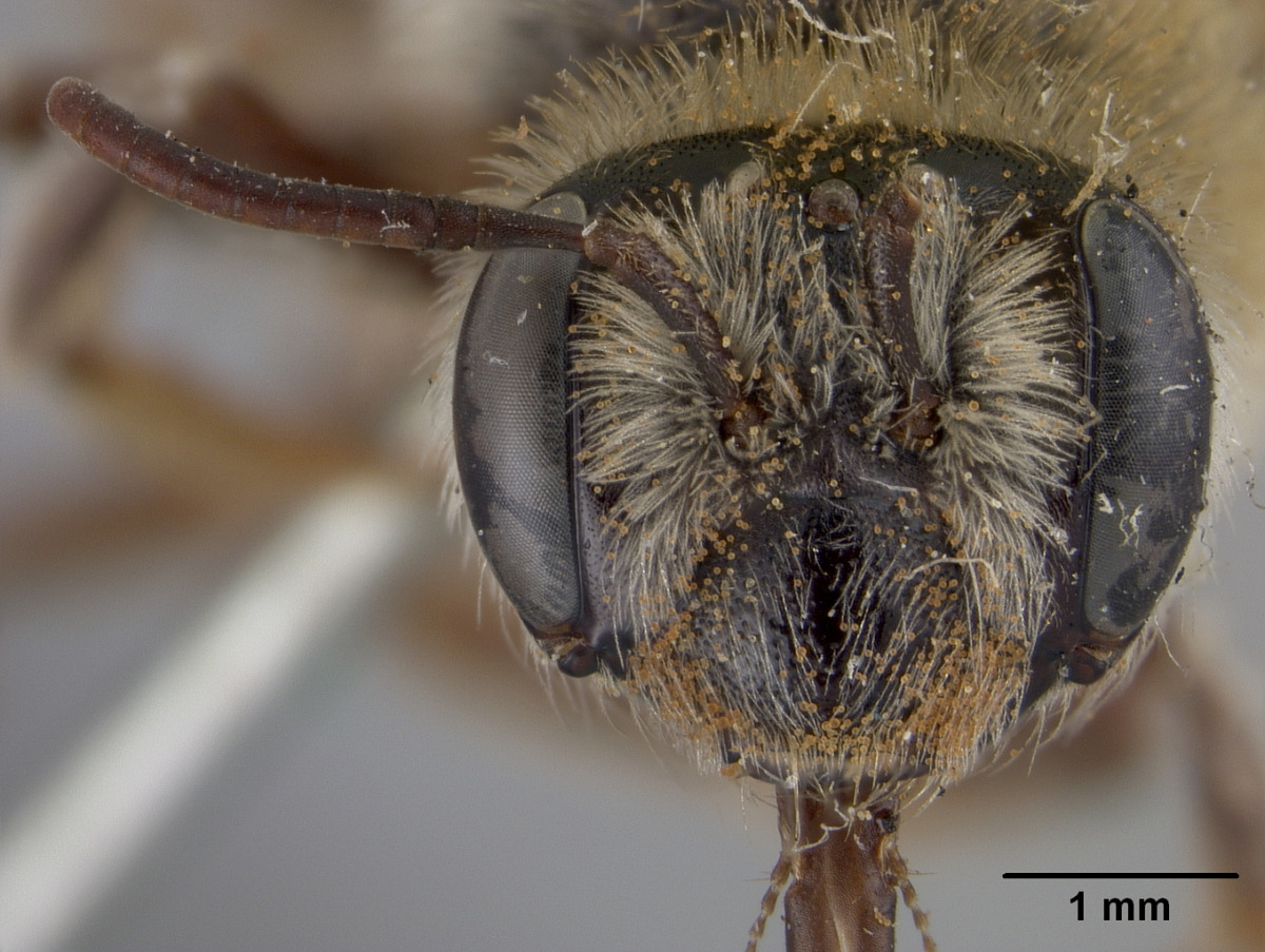 Andrena pecosana image