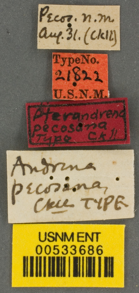 Andrena pecosana image