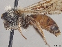Andrena erythrogaster image