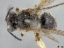 Andrena miranda image