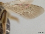 Andrena miranda image