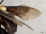Centris bicolor image