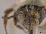 Andrena trizonata image