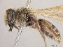 Andrena trizonata image