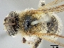 Image of Sarocolletes rufipennis