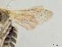 Sarocolletes rufipennis image