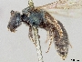 Lasioglossum bruneriellum image