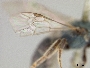 Lasioglossum bruneriellum image
