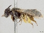 Pseudopanurgus nitescens image