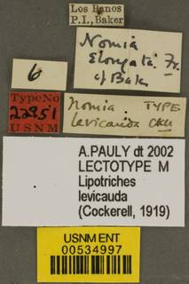 Lipotriches pulchriventris image