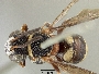 Epeolus obscuripes image