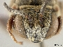Epeolus luteipennis image
