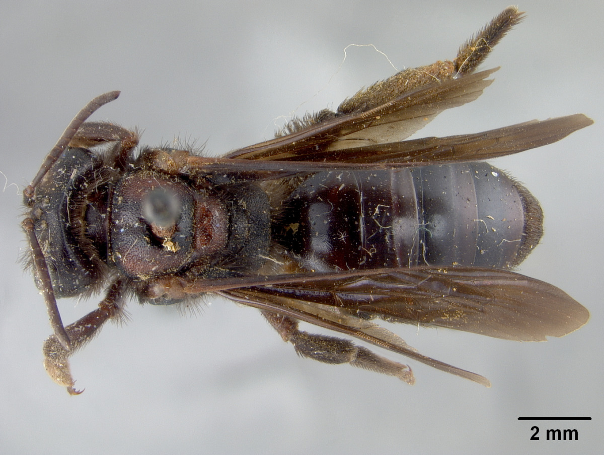 Andrena cussariensis image
