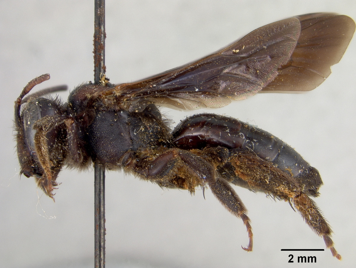Andrena cussariensis image