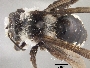 Andrena chionospila image